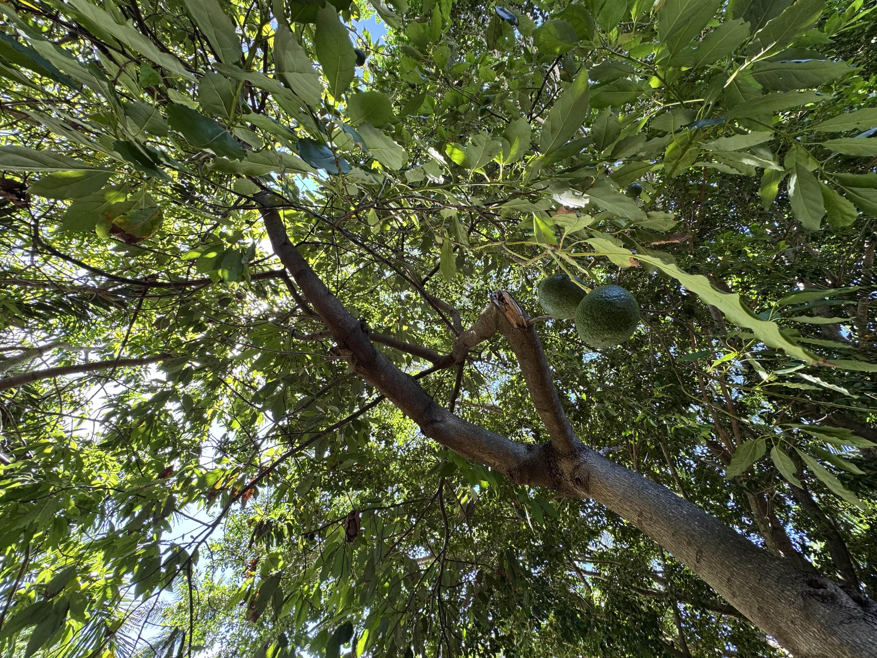 2802 Southwest 4th Street Boynton Beach, FL 33435 - Photo 38 of 42 a view of a tree