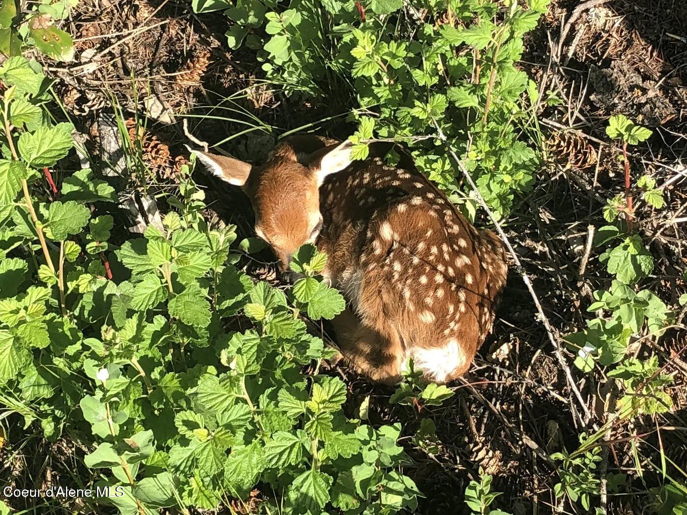 7 Timber Haven Road Sagle, ID 83860 - Photo 33 of 34 Newborn fawn
