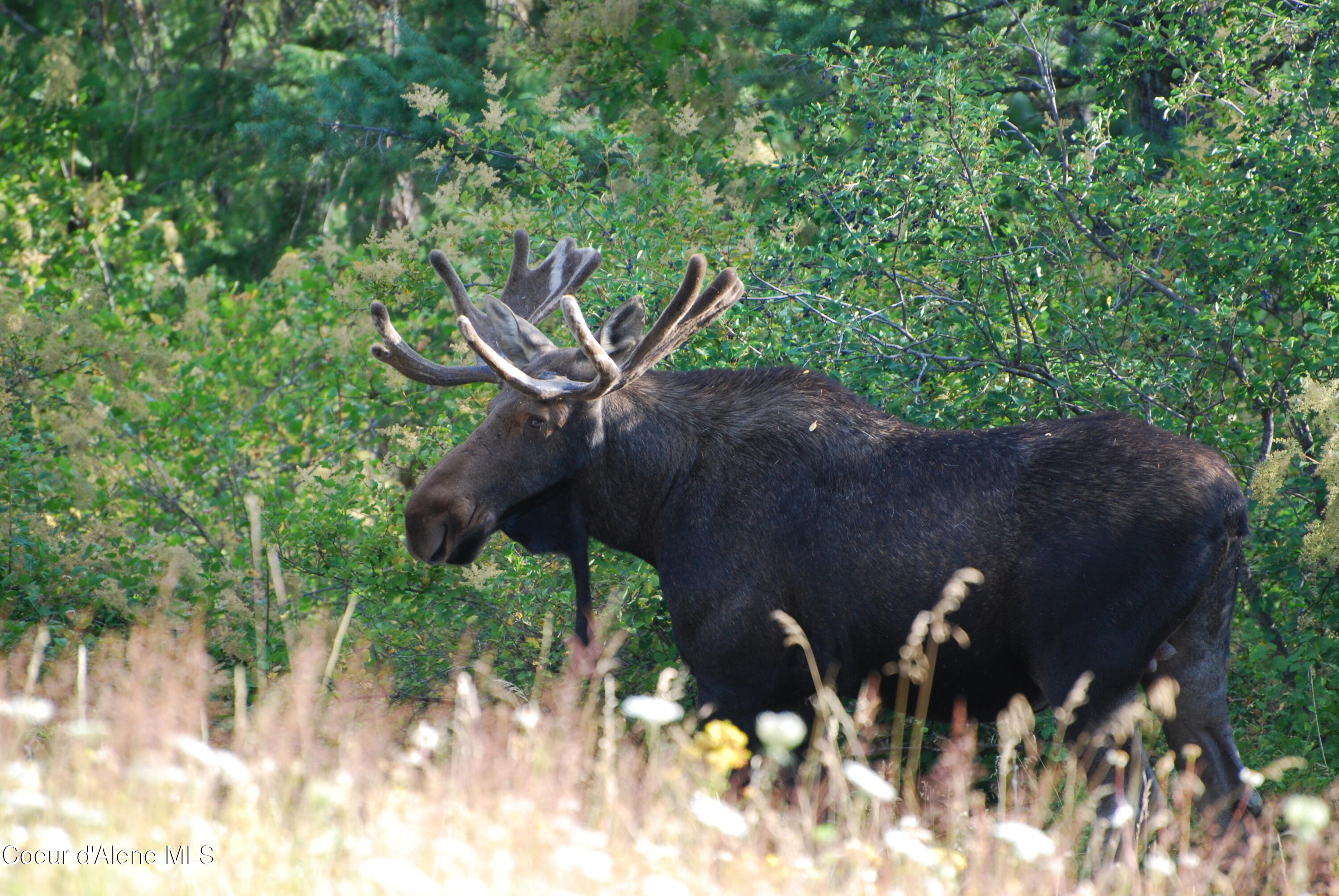7 Timber Haven Road Sagle, ID 83860 - Photo 34 of 34 Moose