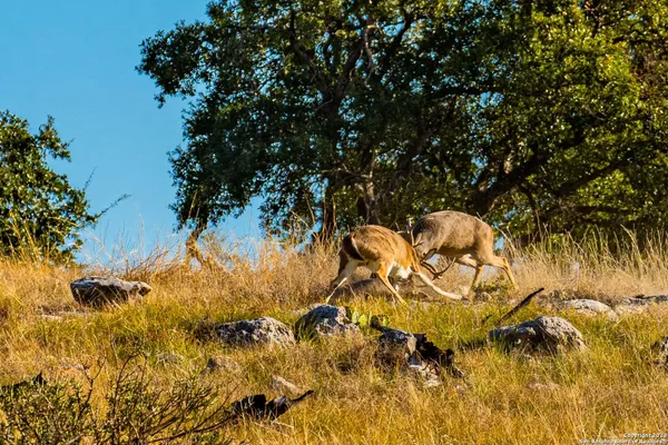 $28,950,000 | 0 Scr 314, Rocksprings, TX 78880