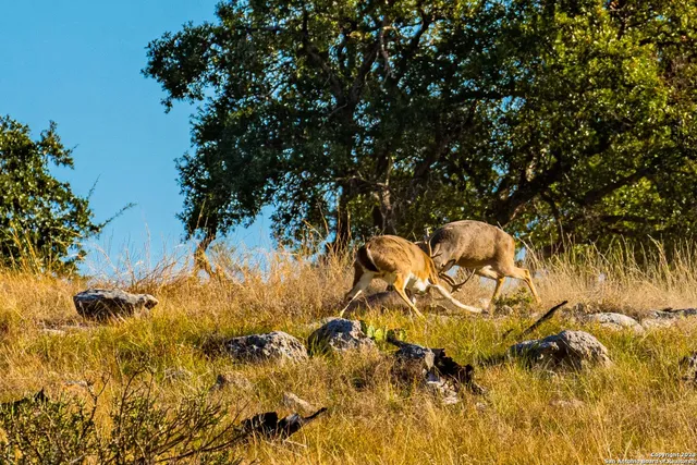 $28,950,000 | 0 Scr 314, Rocksprings, TX 78880