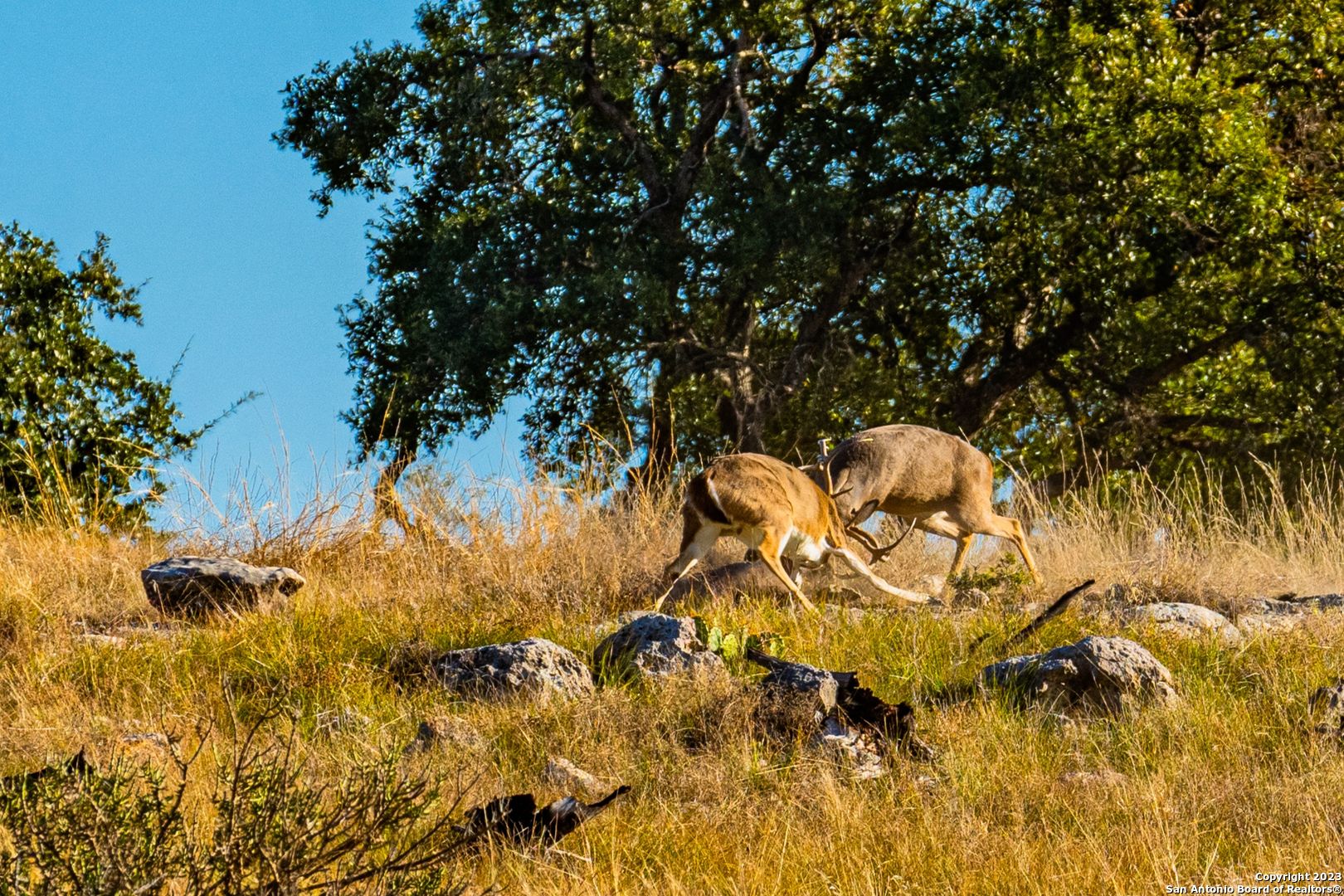 0 Scr 314 Rocksprings, TX 78880 - Photo 17 of 74
