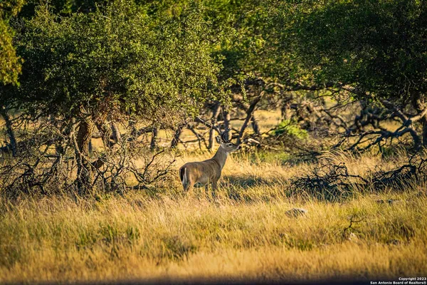 $28,950,000 | 0 Scr 314, Rocksprings, TX 78880