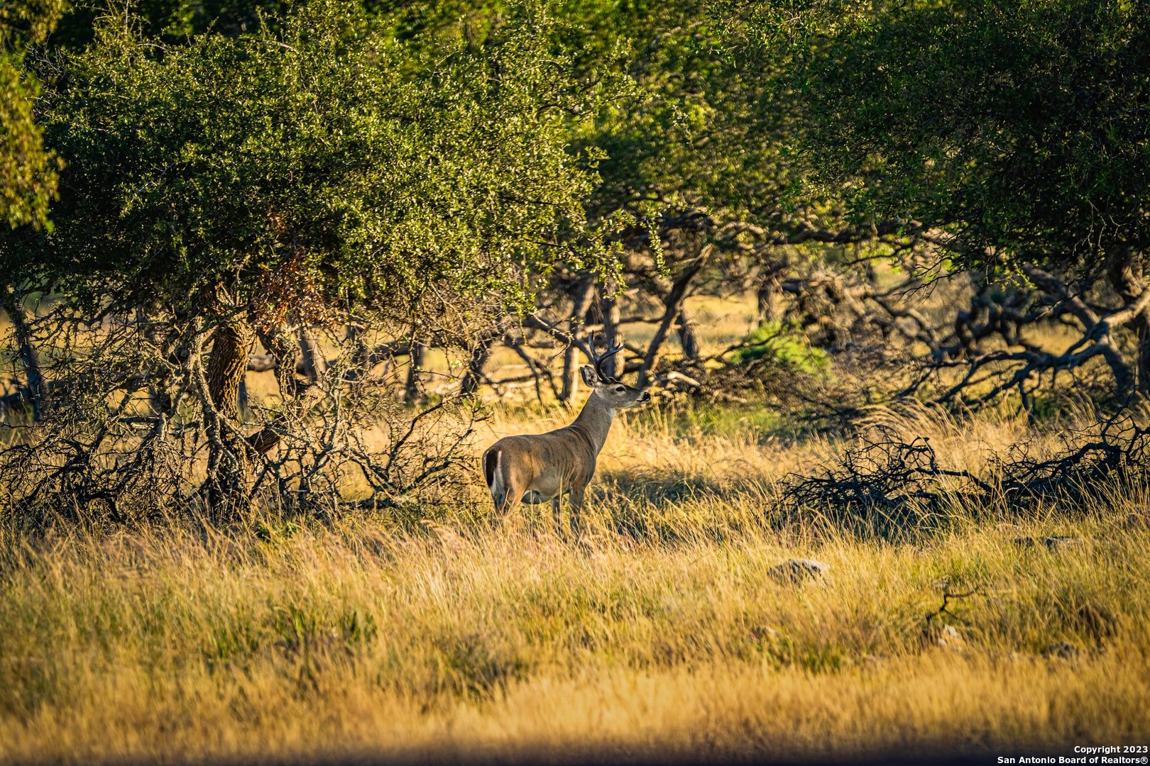 0 Scr 314 Rocksprings, TX 78880 - Photo 67 of 74