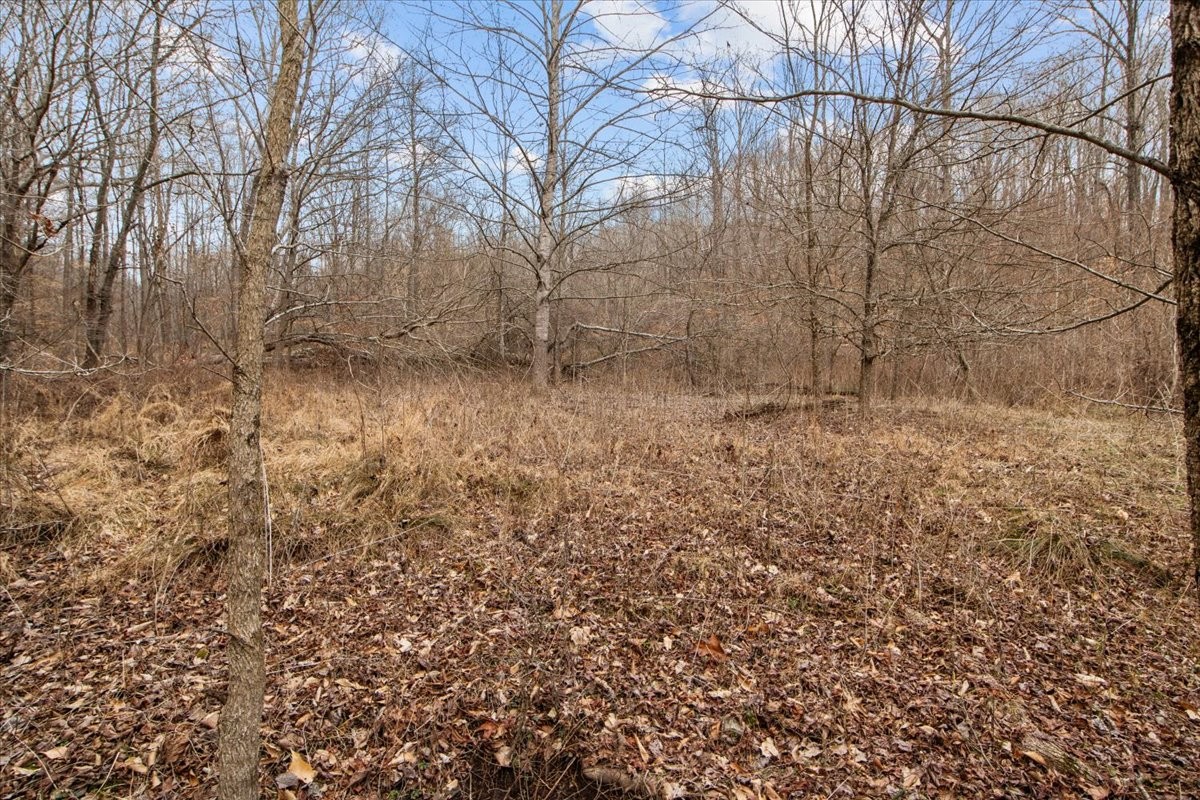 0 Jack Saunders Road Waverly, TN 37185 - Photo 30 of 34 a view of a yard with trees