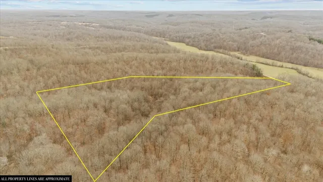 a view of a yard with trees in the background