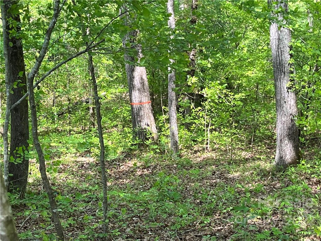 999 Coxe Road Tryon, NC 28782 - Photo 3 of 13 a plant view in yard