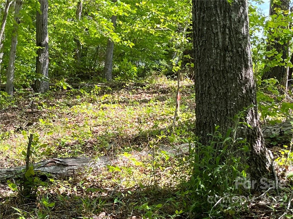 999 Coxe Road Tryon, NC 28782 - Photo 4 of 13 a view of a yard with plants