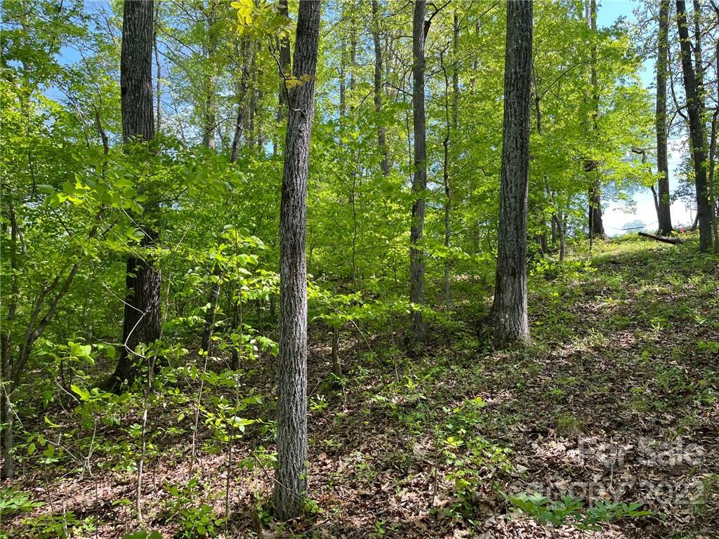 999 Coxe Road Tryon, NC 28782 - Photo 5 of 13 a view of a garden