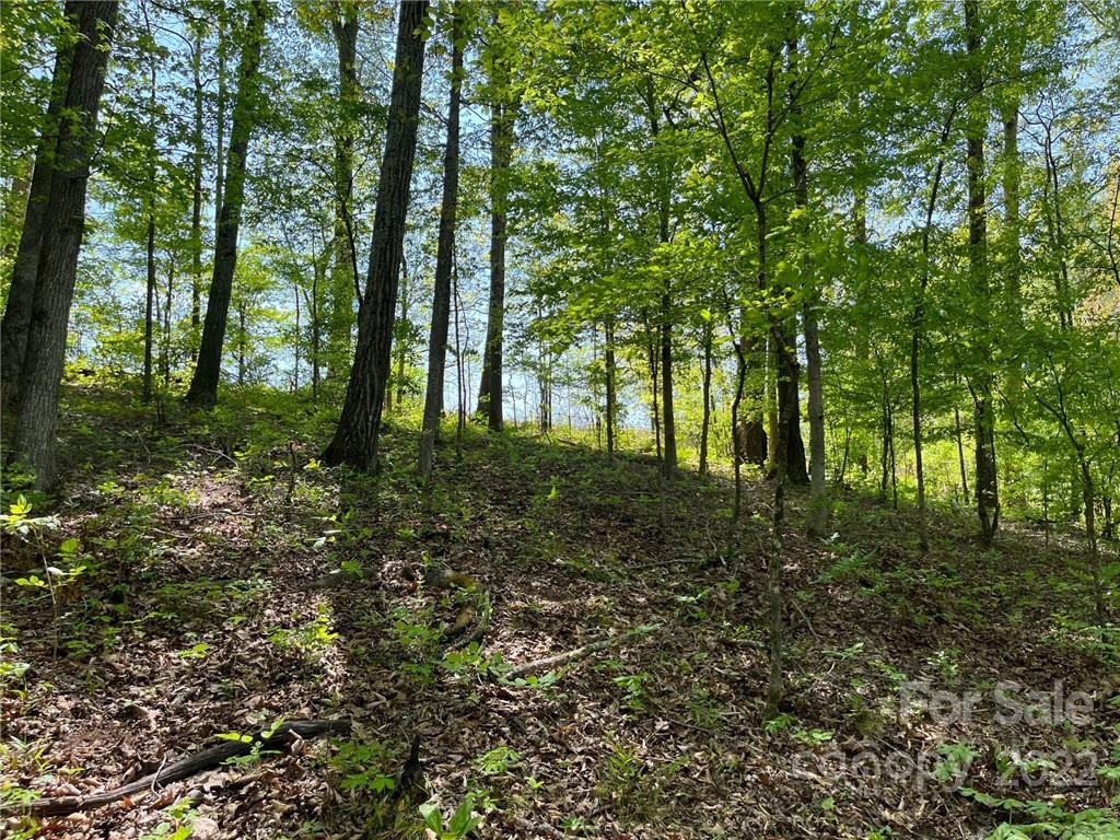 999 Coxe Road Tryon, NC 28782 - Photo 6 of 13 a big yard with lots of green space and trees