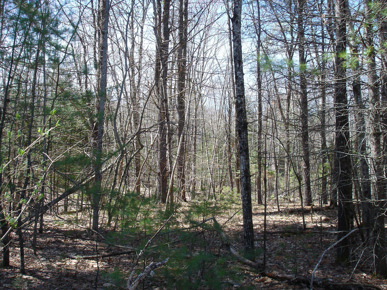 0 Sand Pond Road Limington, ME 04049 - Photo 5 of 10 DSC09953