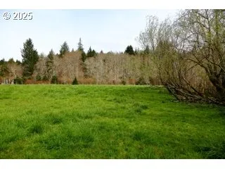 a view of a big yard with a large tree