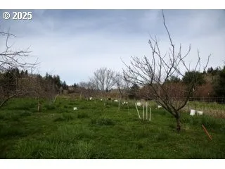 a view of a field of grass and trees