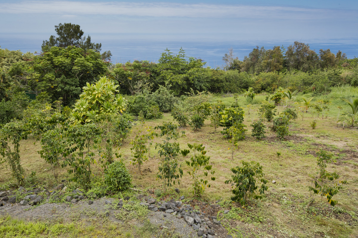 87-2451 Hawaiʻi Belt Road Captain Cook, HI 96704 - Photo 20 of 30 a view of a big yard with lots of bushes