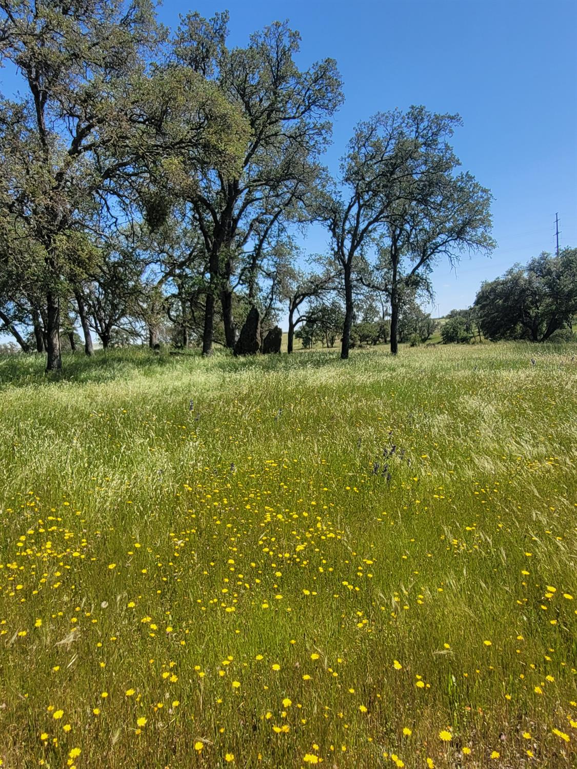 12550 Hogan Dam Road Farmington, CA 95230 - Photo 46 of 75