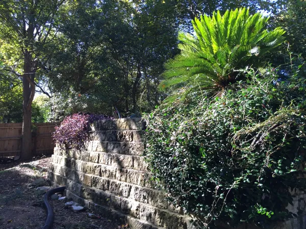 a view of a tree in a yard