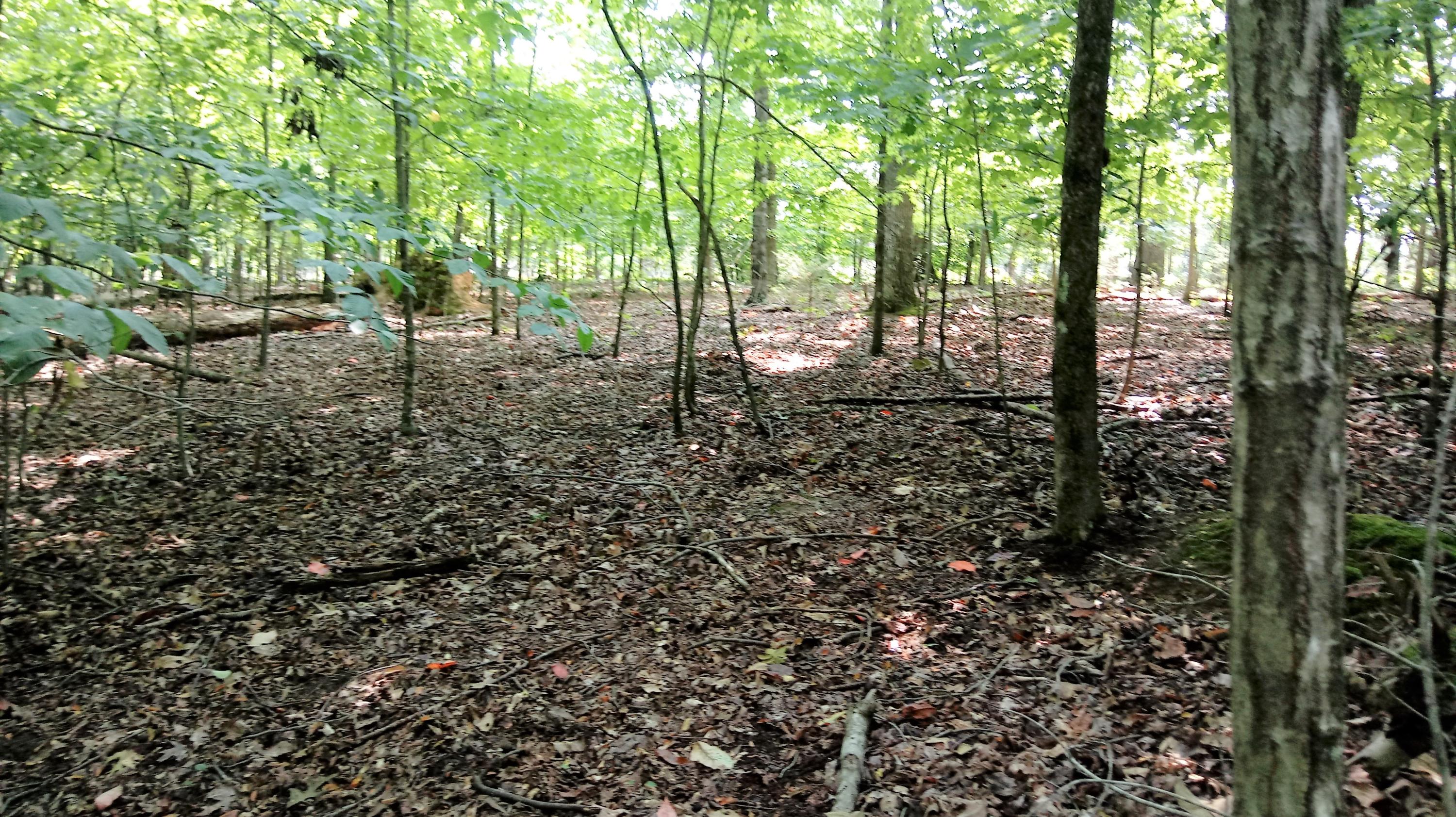 Lot 27 Woods Ridge Road Dandridge, TN 37725 - Photo 4 of 17 0821181512a