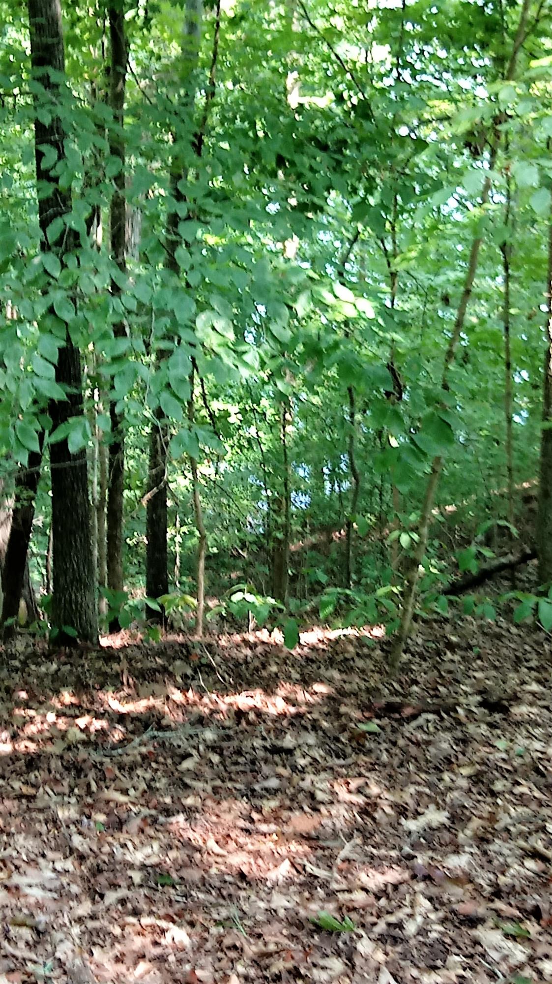 Lot 27 Woods Ridge Road Dandridge, TN 37725 - Photo 5 of 17 0821181518