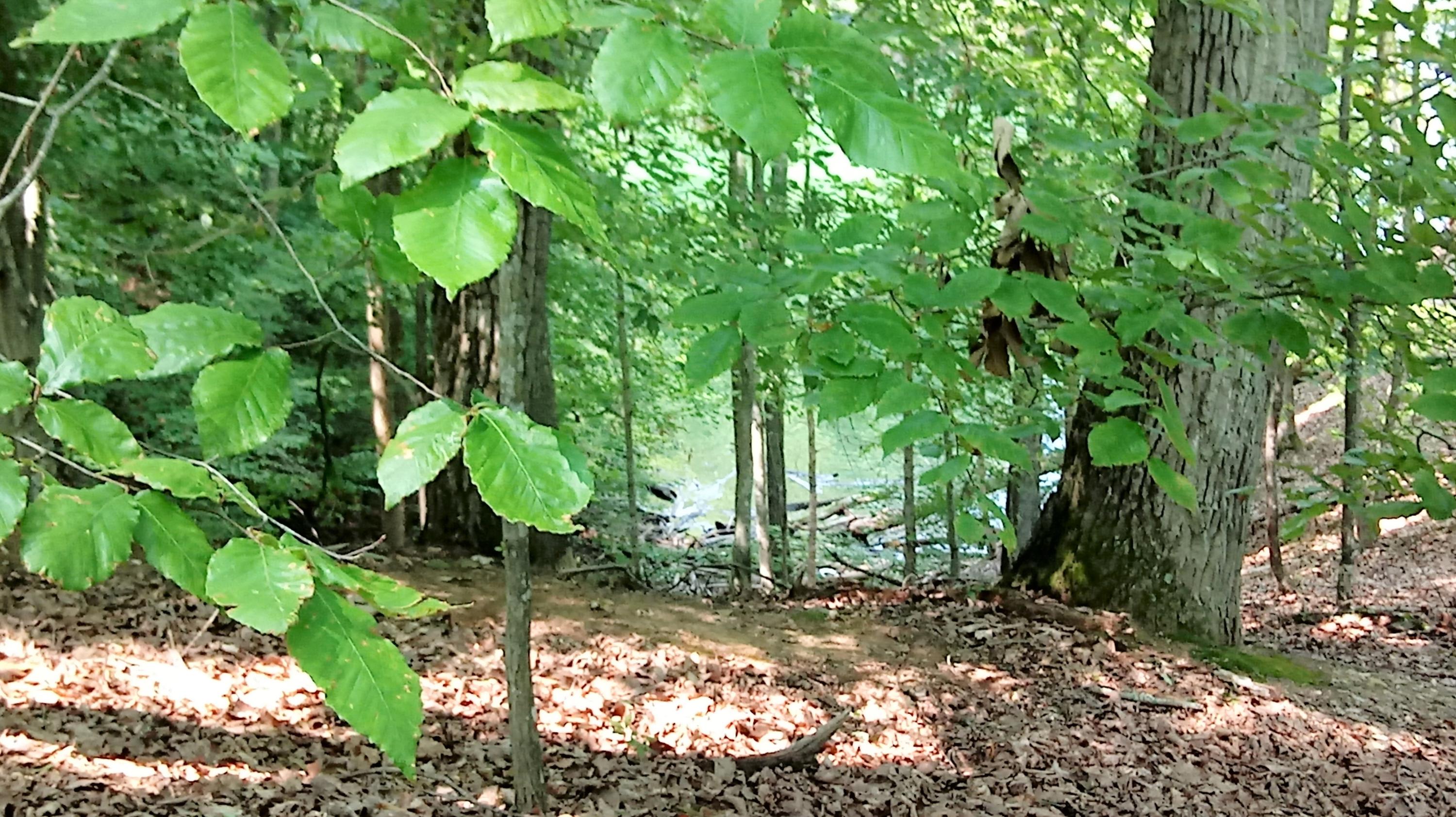 Lot 27 Woods Ridge Road Dandridge, TN 37725 - Photo 6 of 17 0821181522