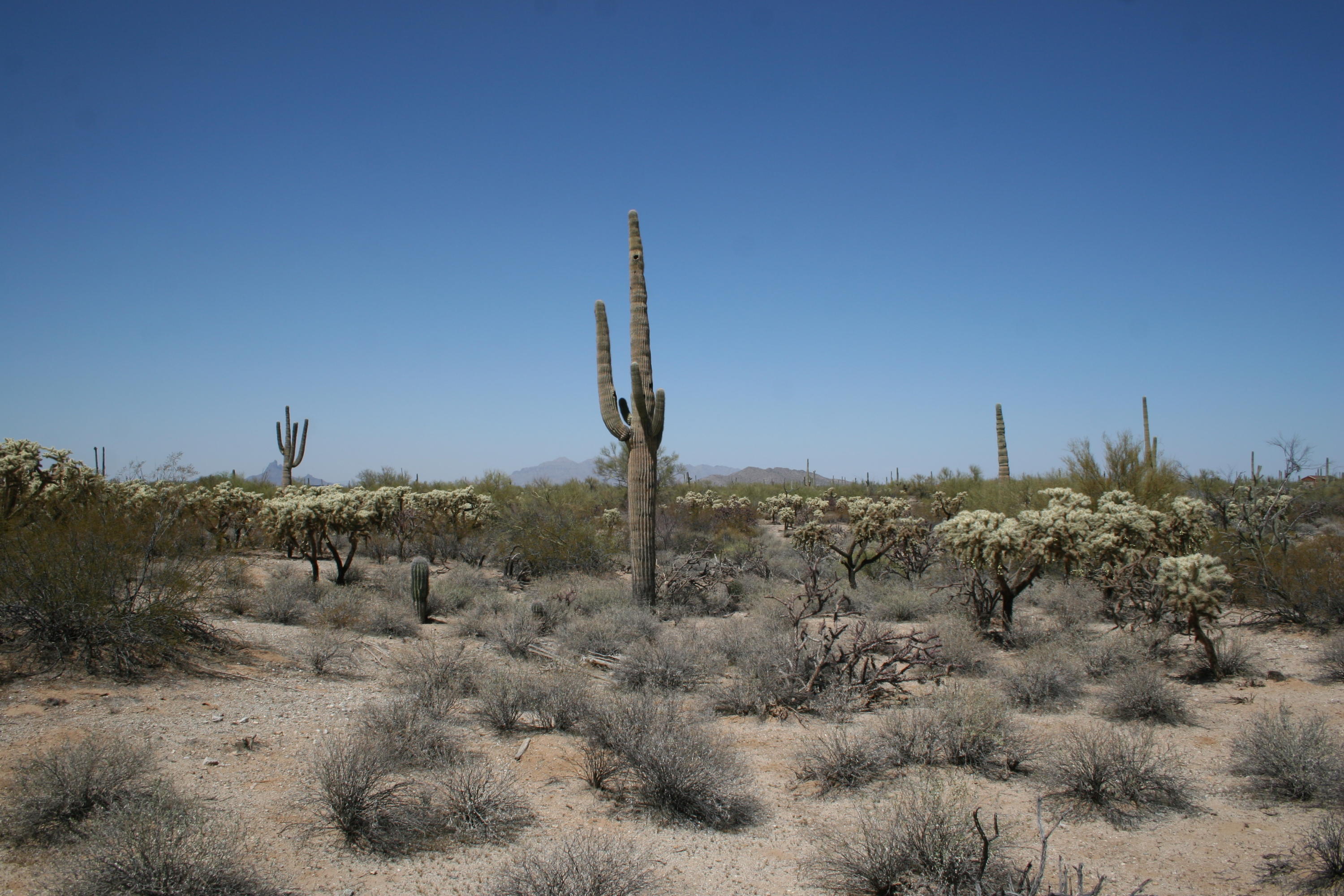 South M Bar J Ranch Road Marana, AZ 85658 - Photo 1 of 15 Gallery Image 1