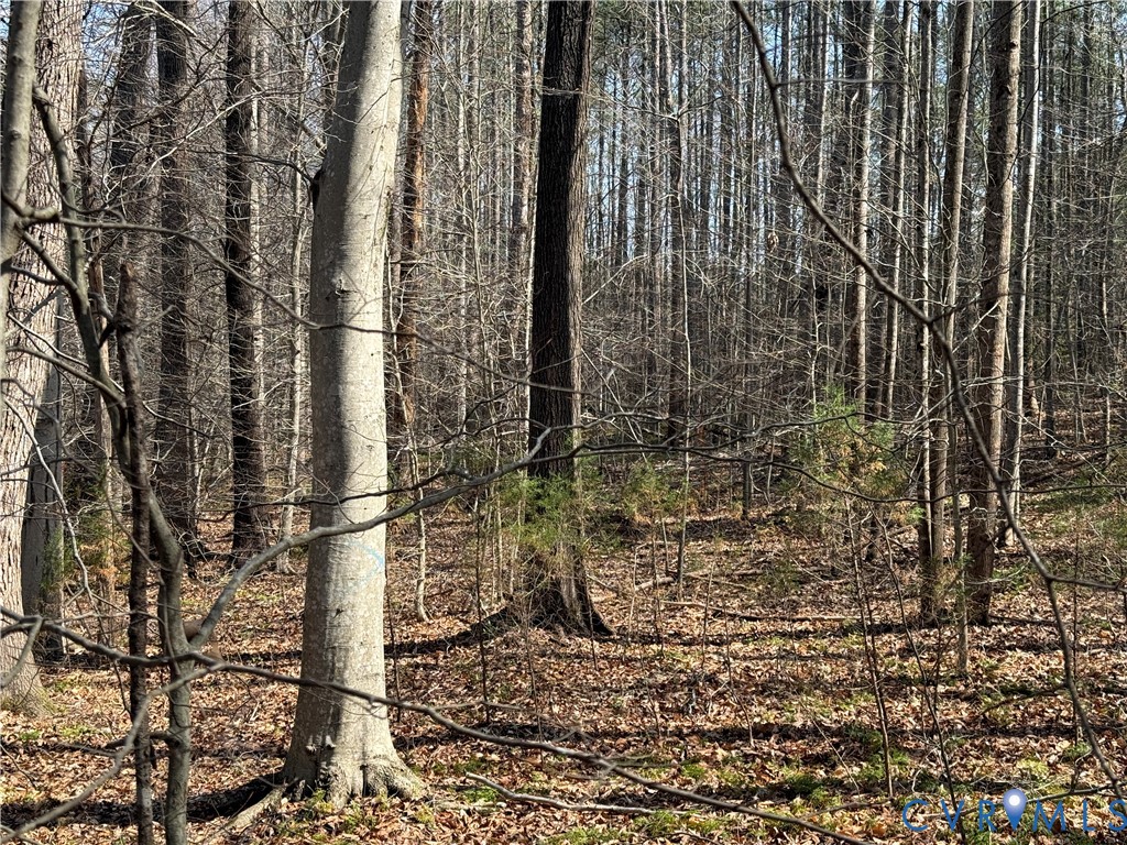17226 Parsons Road Beaverdam, VA 23015 - Photo 12 of 19 Walkable Forest
