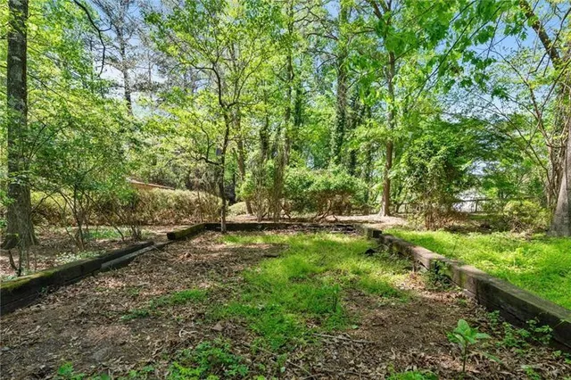 a view of a forest with trees