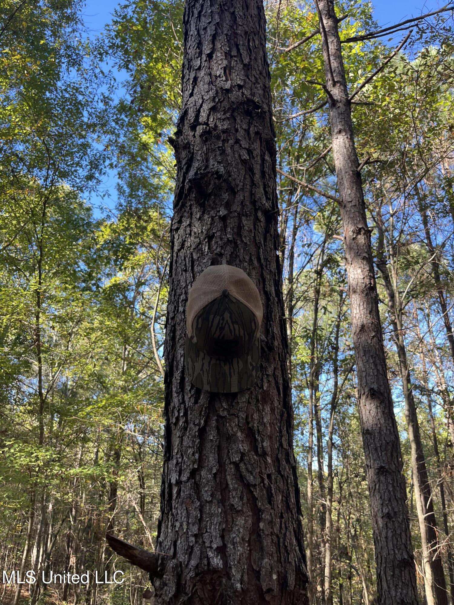 0 Carver Point Road Coffeeville, MS 38922 - Photo 20 of 44 IMG_9525