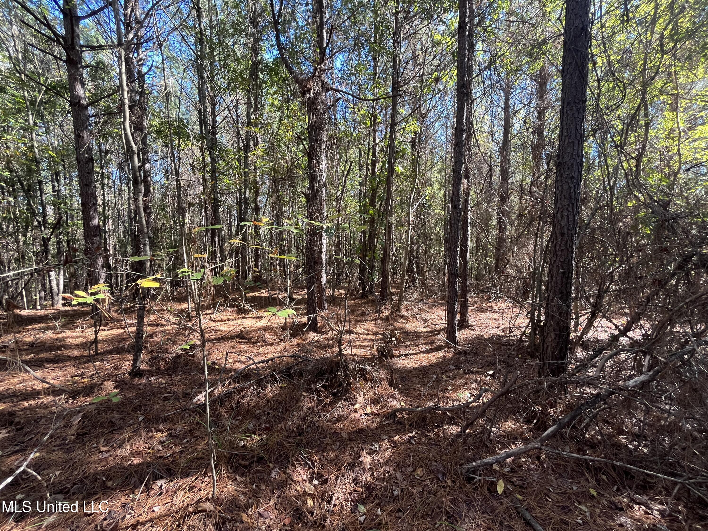 0 Carver Point Road Coffeeville, MS 38922 - Photo 27 of 44 IMG_9501