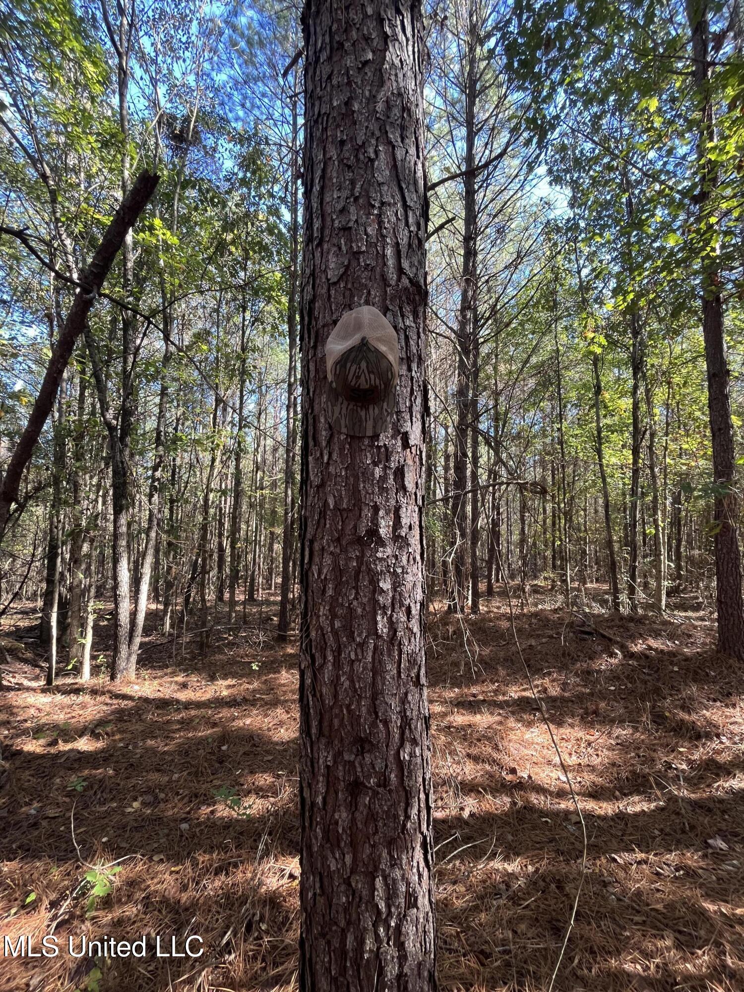 0 Carver Point Road Coffeeville, MS 38922 - Photo 29 of 44 IMG_9503