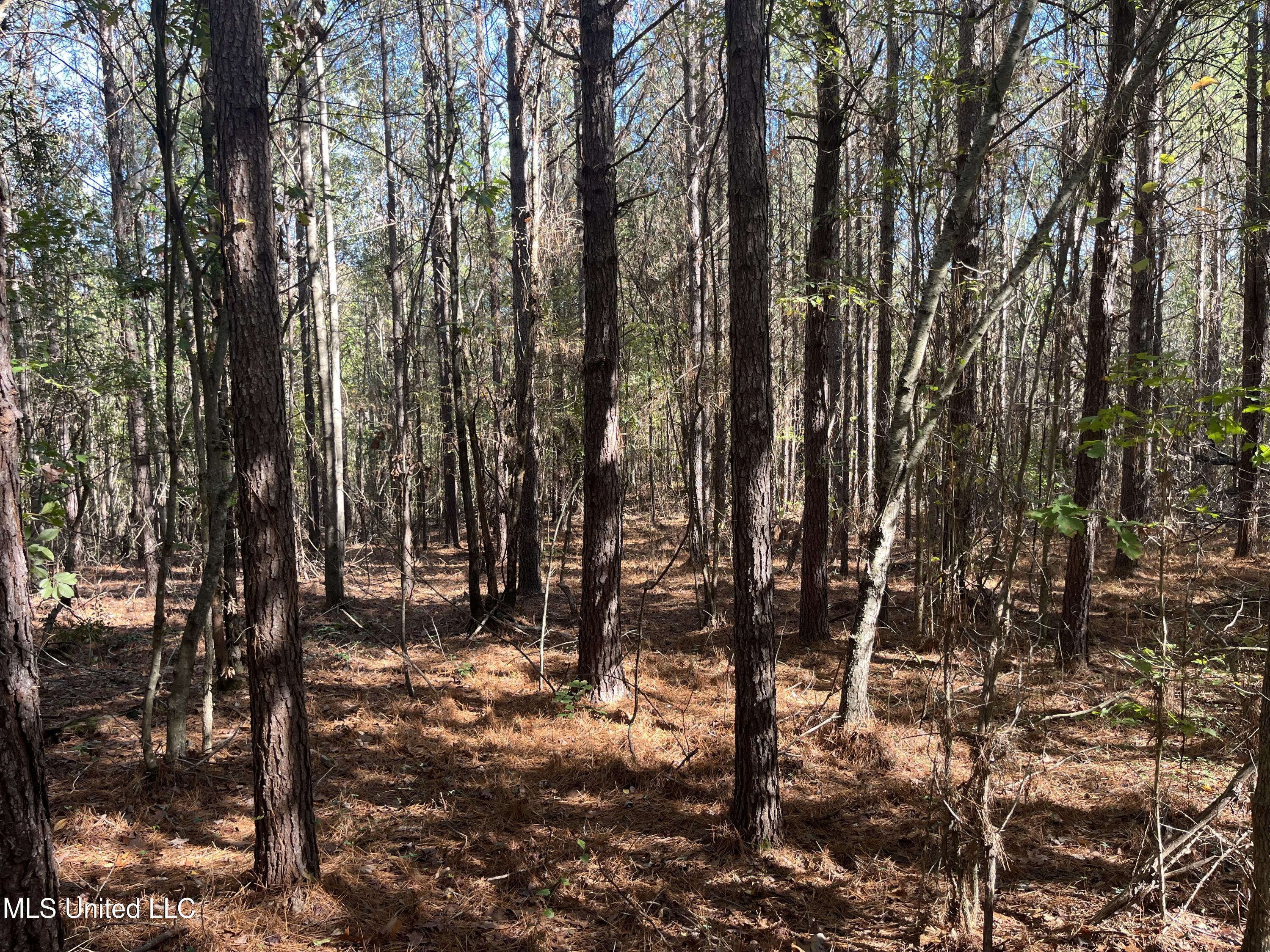 0 Carver Point Road Coffeeville, MS 38922 - Photo 30 of 44 IMG_9504