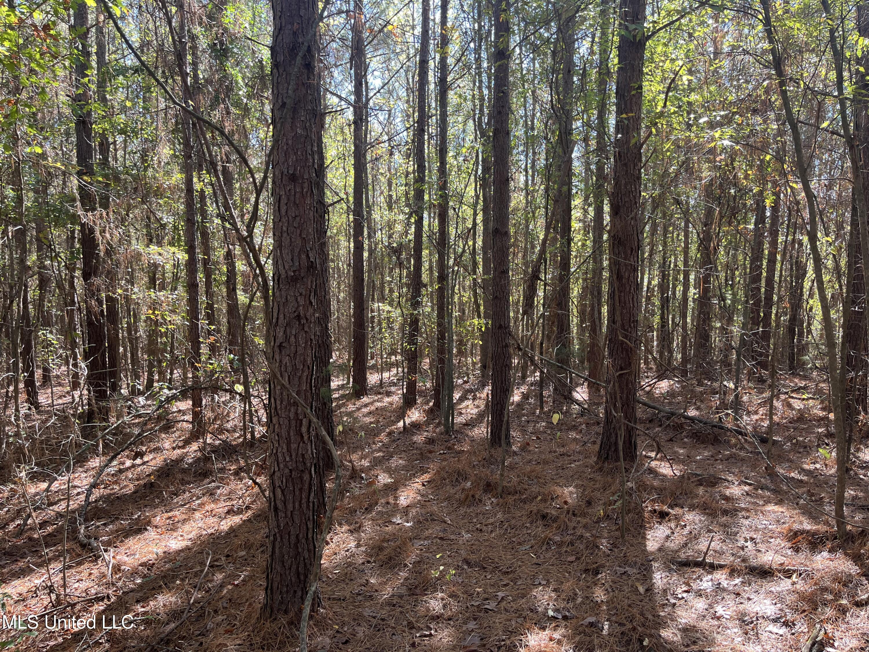 0 Carver Point Road Coffeeville, MS 38922 - Photo 31 of 44 IMG_9505