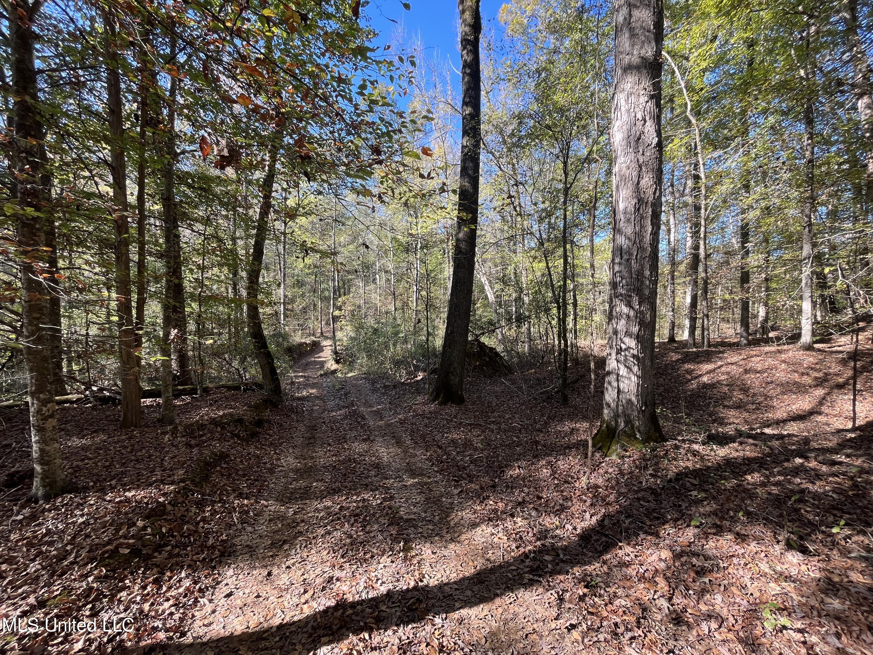 0 Carver Point Road Coffeeville, MS 38922 - Photo 43 of 44 IMG_9518