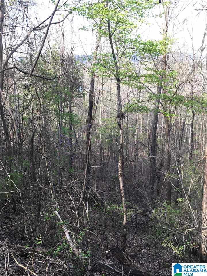 230 County Line Road Oxford, AL 36203 - Photo 18 of 50