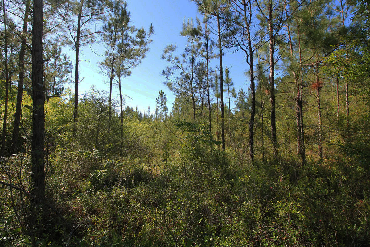3-acres River Road Lucedale, MS 39452 - Photo 2 of 10 land 2