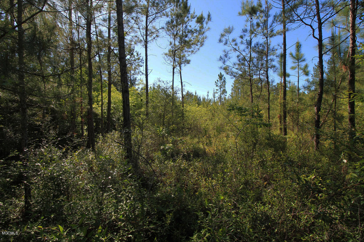 3-acres River Road Lucedale, MS 39452 - Photo 3 of 10 land 3