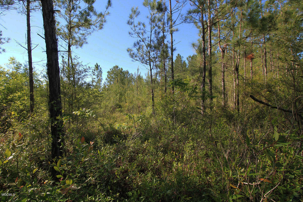 3-acres River Road Lucedale, MS 39452 - Photo 4 of 10 land 4