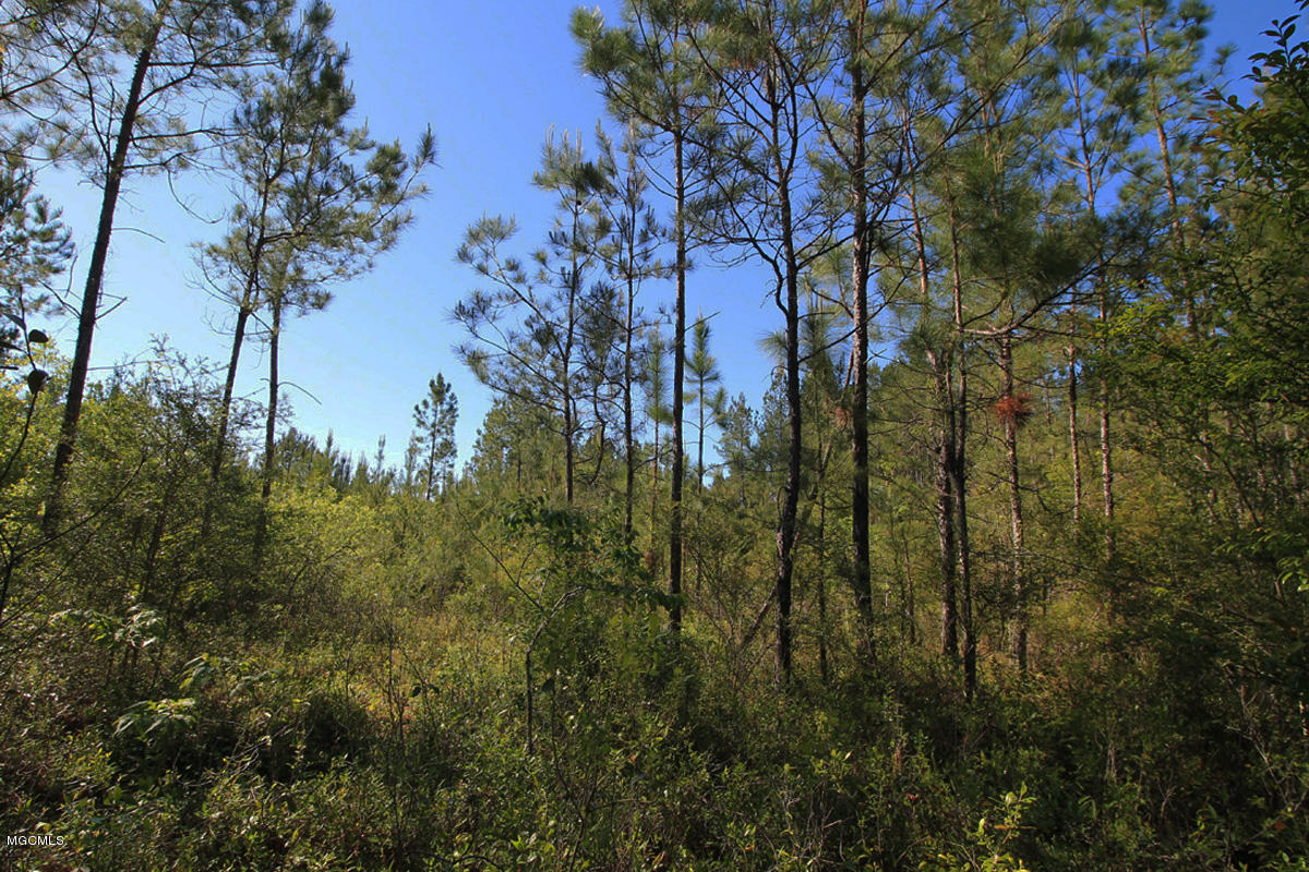 3-acres River Road Lucedale, MS 39452 - Photo 5 of 10 land 5