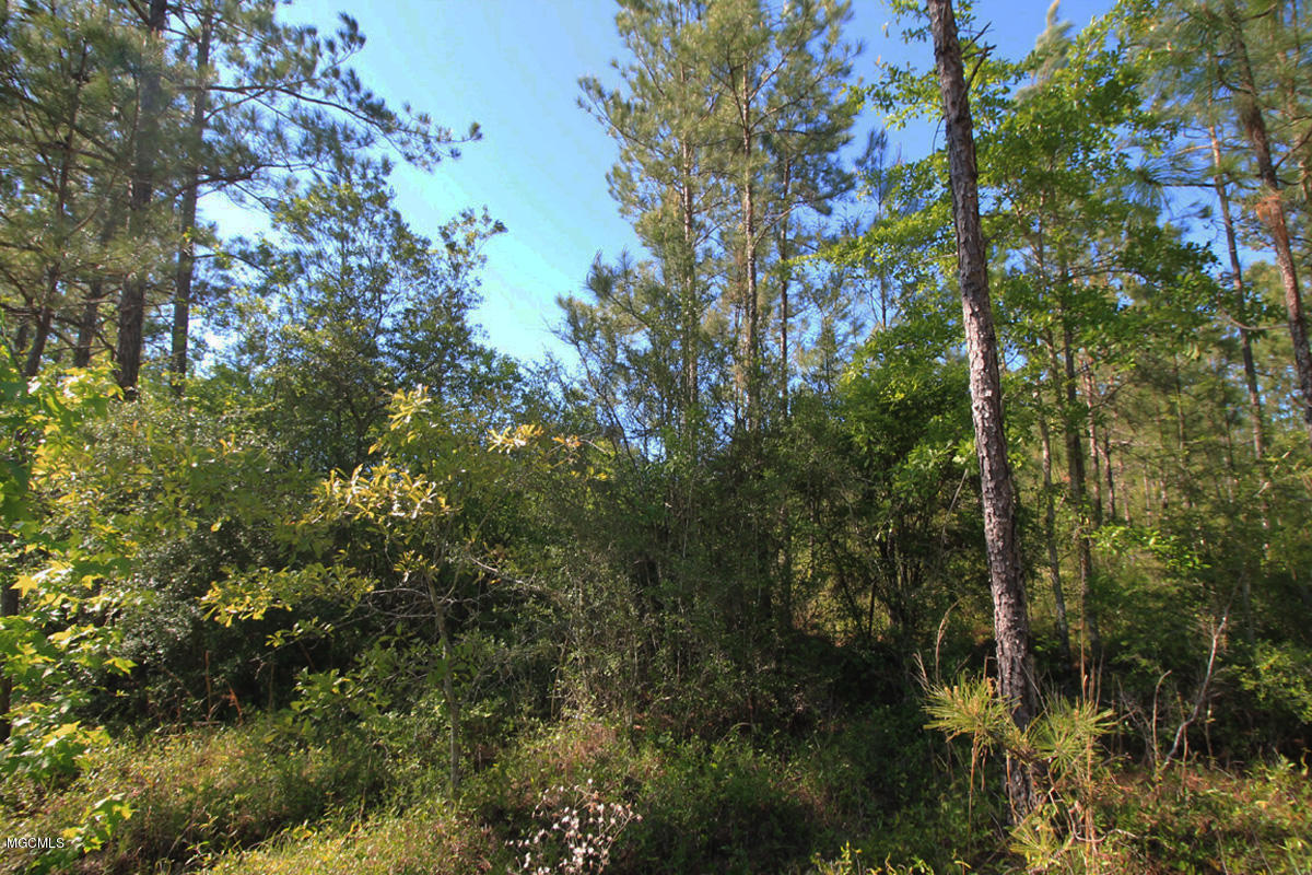 3-acres River Road Lucedale, MS 39452 - Photo 6 of 10 land 6