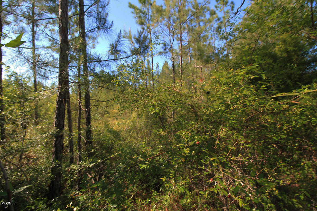 3-acres River Road Lucedale, MS 39452 - Photo 8 of 10 land 8