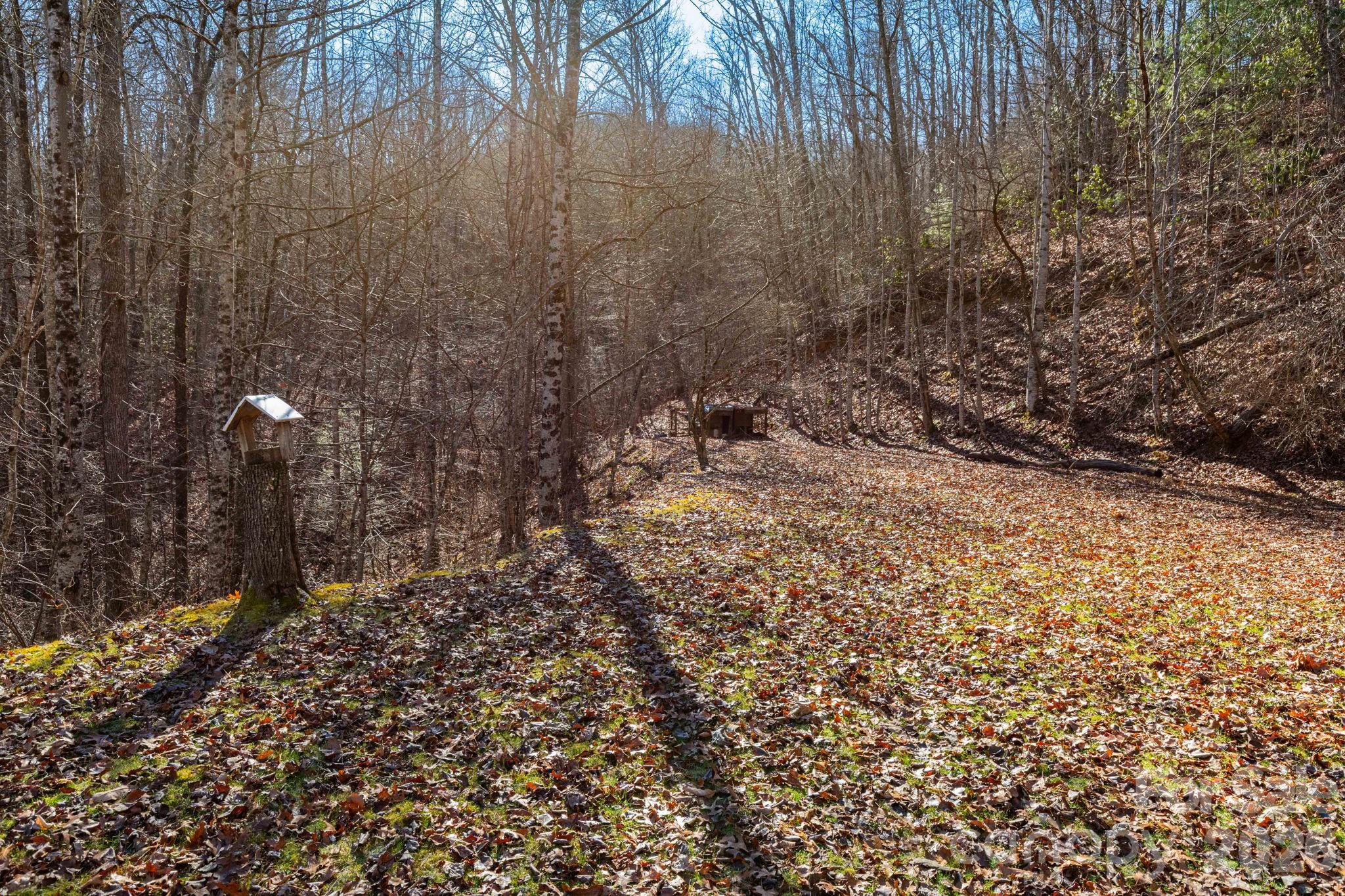 143 Hubert McCall Drive Balsam Grove, NC 28708 - Photo 19 of 21 a view of a yard with large trees
