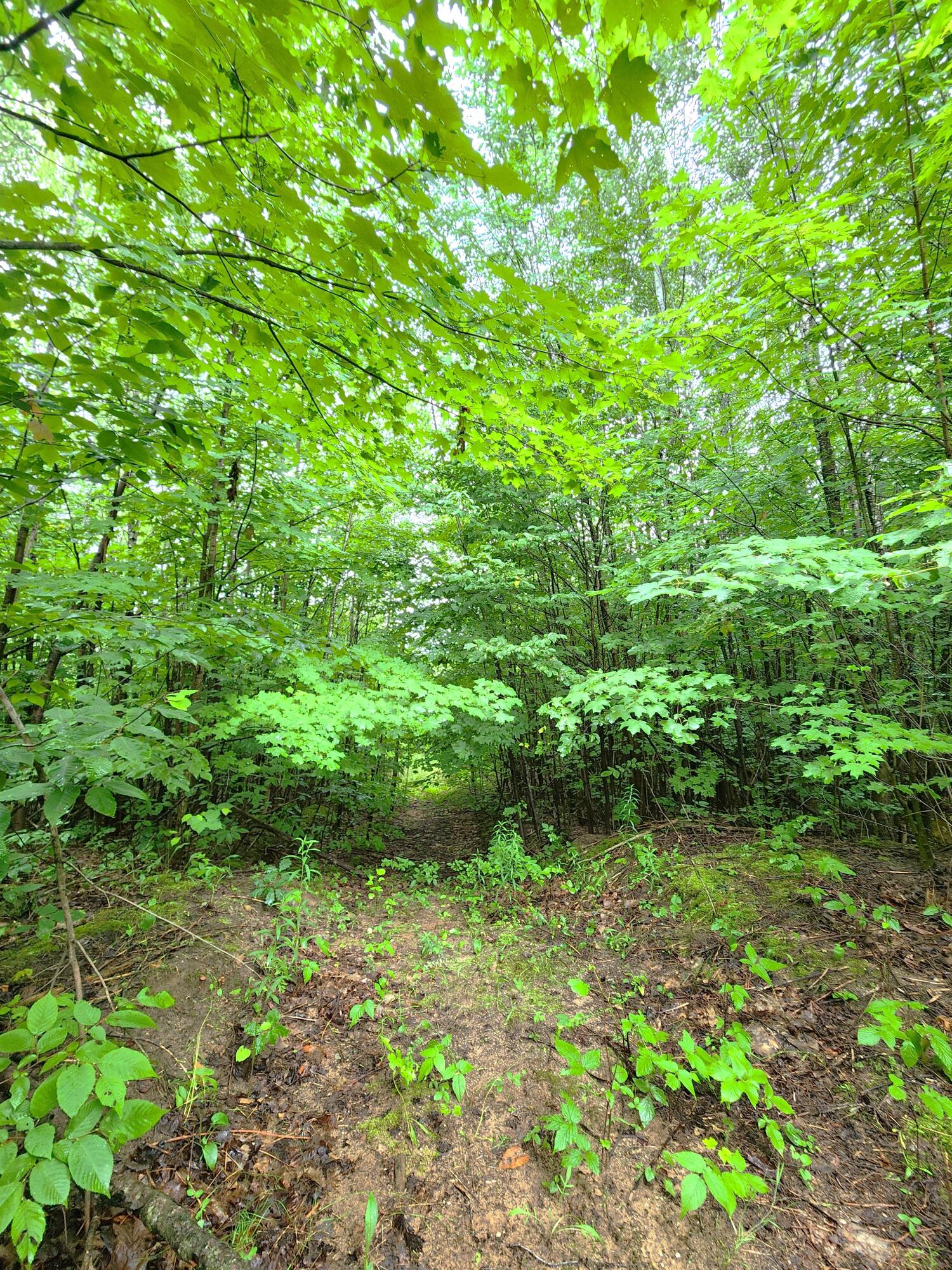 4758 West Phelps Road Lake City, MI 49651 - Photo 67 of 72 20240724_105512
