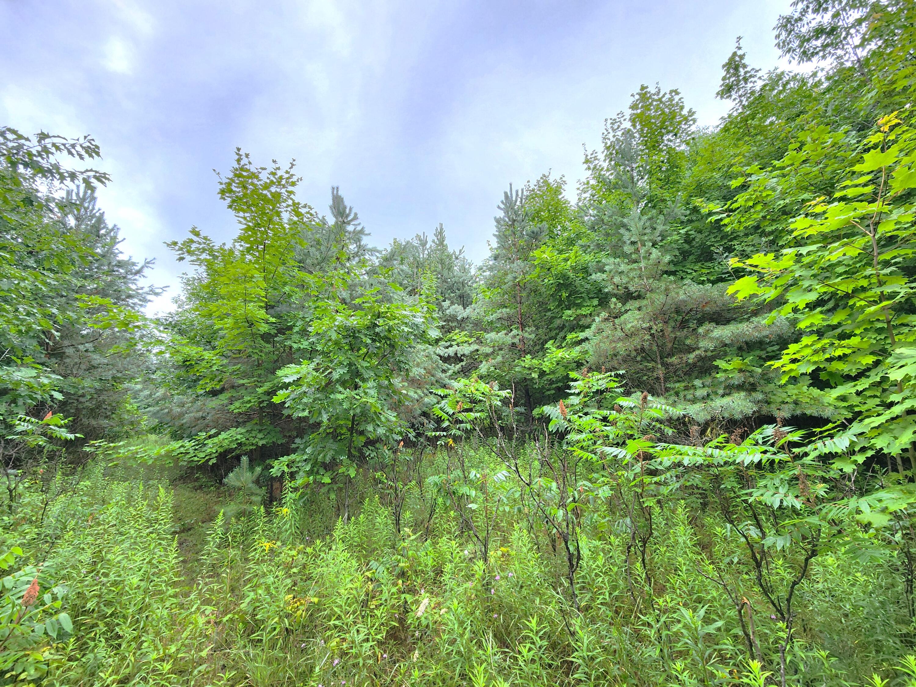 4758 West Phelps Road Lake City, MI 49651 - Photo 68 of 72 20240724_105625