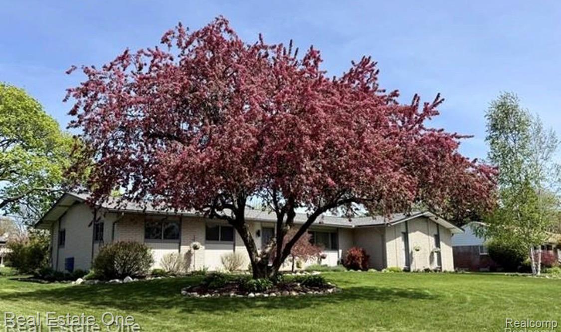 1115 Torpey Road Troy, MI 48083 - Photo 1 of 38 Expansive front yard featuring a mature tree with vibrant pink foliage, manicured lawn, and established shrubbery