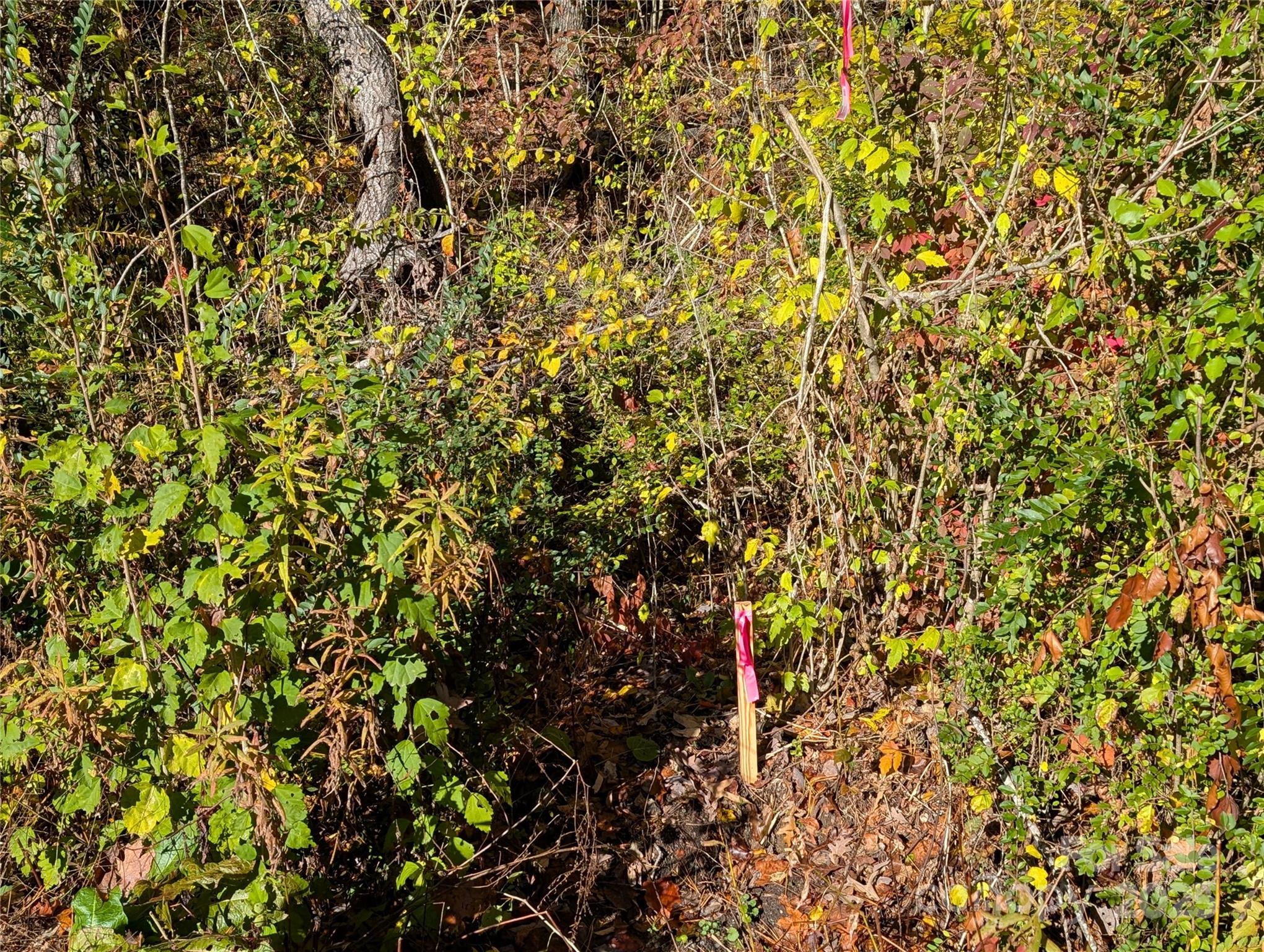 0 Old Roper Road Hendersonville, NC 28791 - Photo 4 of 8 a view of a tree