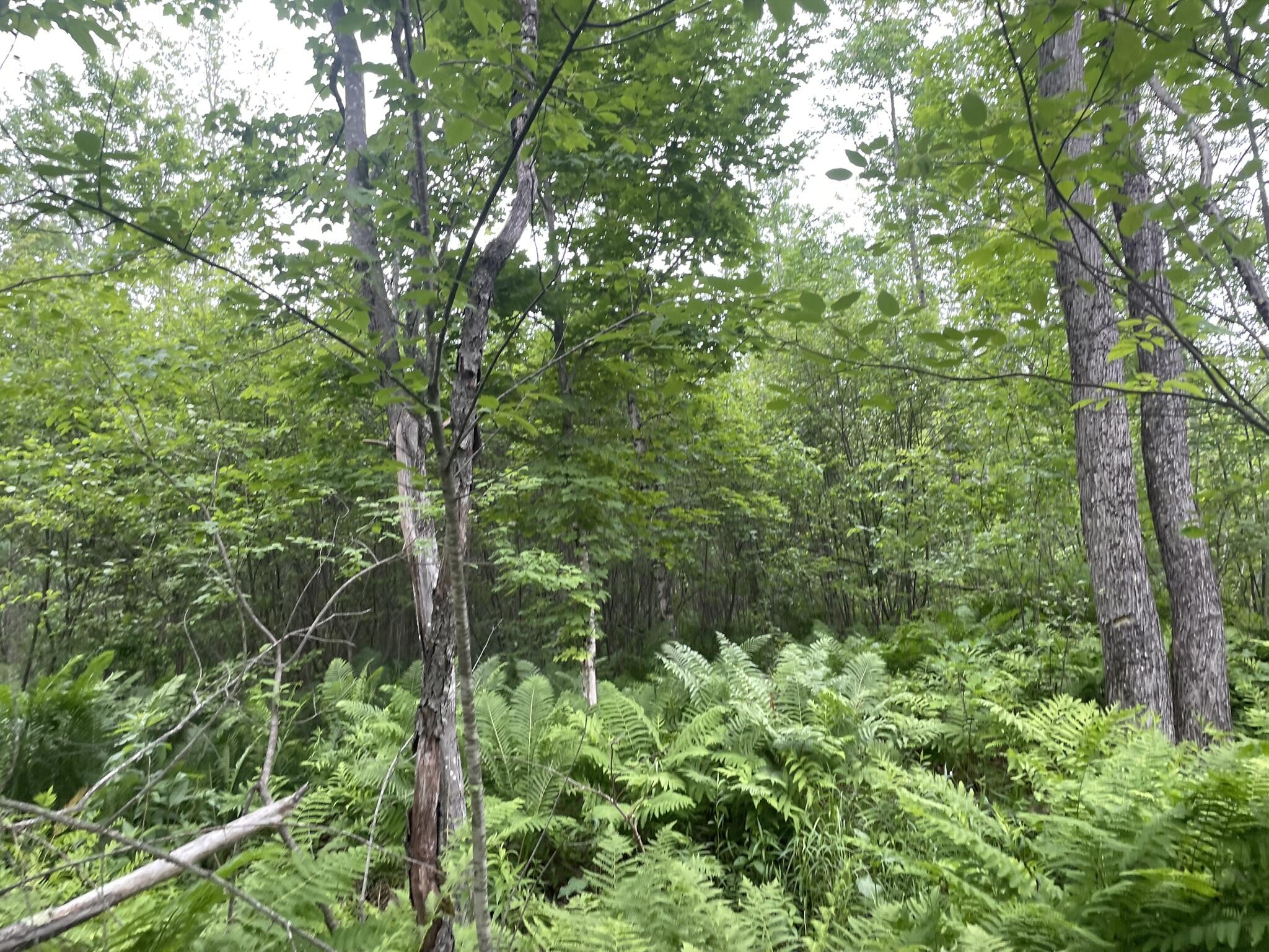 19 Swan Road New Sharon, ME 04955 - Photo 104 of 124 IMG_6307