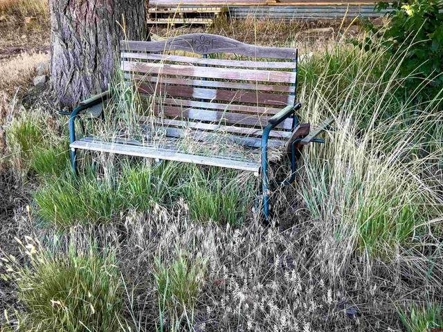 a view of backyard with plants and trees