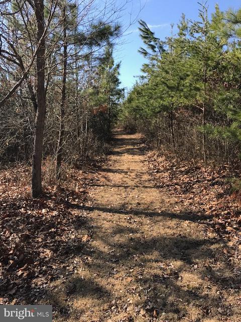 507 Easter Ridge Lane Winchester, VA 22603 - Photo 22 of 30 a view of a yard with trees