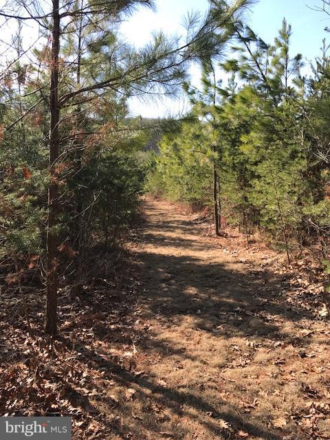 507 Easter Ridge Lane Winchester, VA 22603 - Photo 23 of 30 a view of a yard with a tree