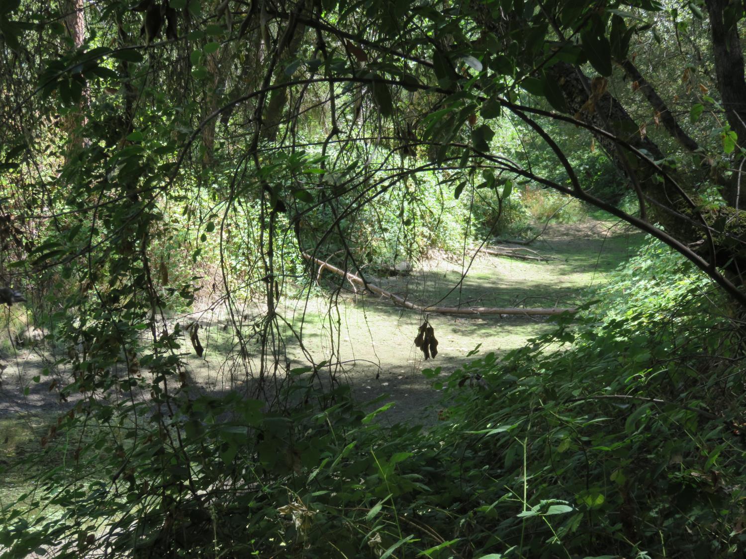 2563 Woodhouse Mine Road West Point, CA 95255 - Photo 24 of 49 a view of a tree in a yard