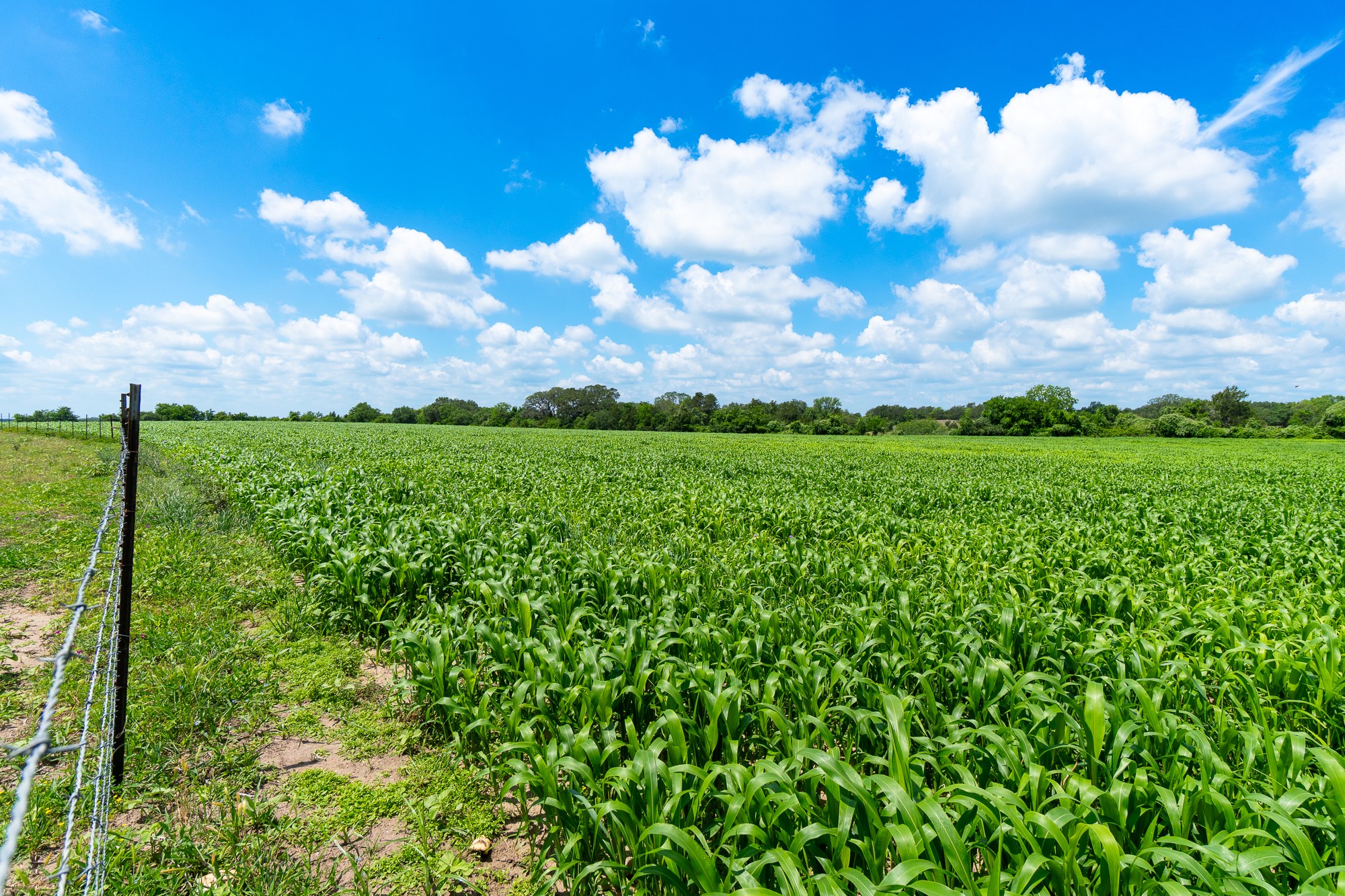 5018 Wolters Road Schulenburg, TX 78956 - Photo 27 of 39 a view of a bunch of flowers